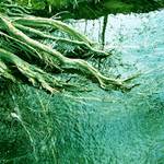 Vodní kořeny