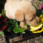 Pejsek v květinách