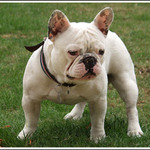 sirokorozchodnej mazlik