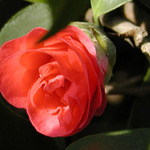 leden v botanické zahradě