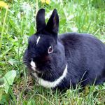 Králík Rodger skoro z klobouku