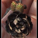 Detail šišky na dlani