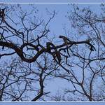 Zašmodrchané nebe...