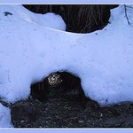 Snehova vratka do pohadka ...