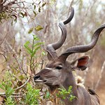 Šroubovice kudu velkého
