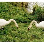 Společná snídaně