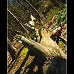 Tak ještě jeden strom :)