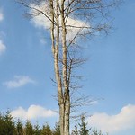 Vertikální panorama