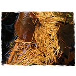 Jehličí & listí ...