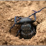 ..... leze z díry, vystrkuje ...