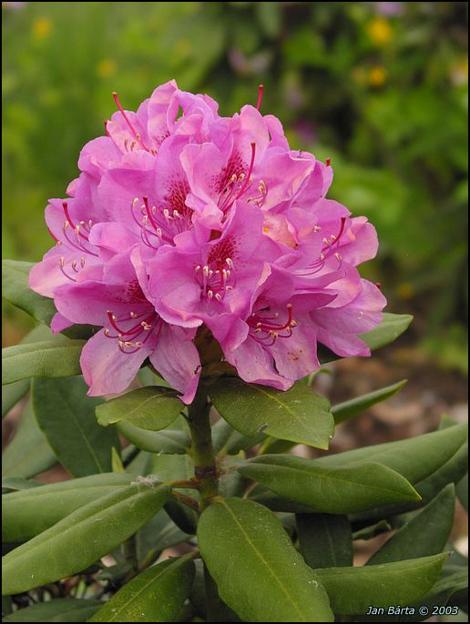 Rododendron