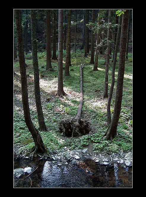 Odpočívající strom.