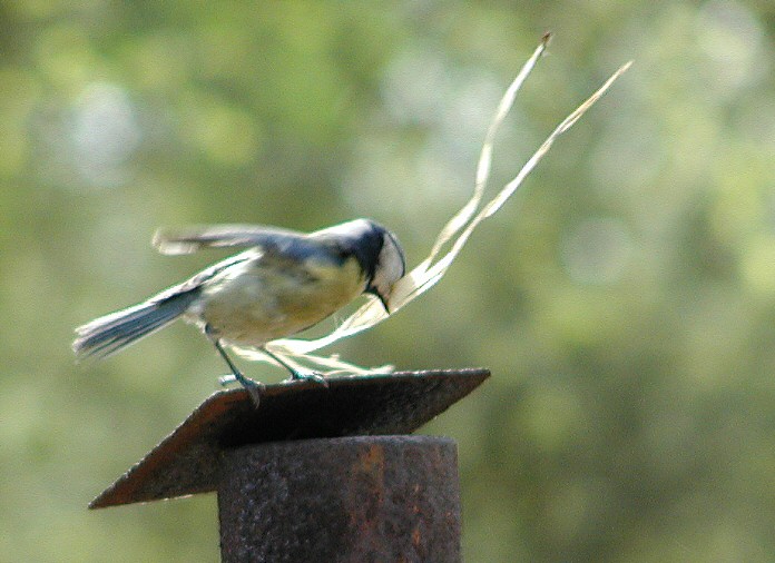 tady mám hnízdo já
