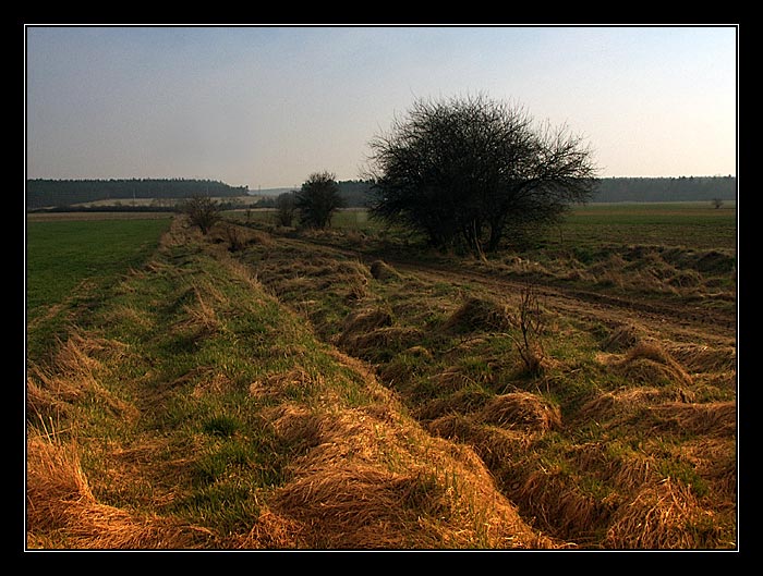 cestička