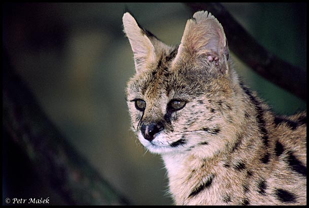 Serval, ZOO Liberec