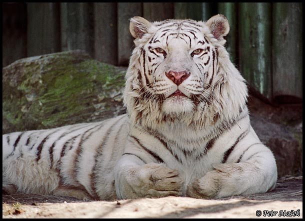 bílý tygr - ZOO Liberec