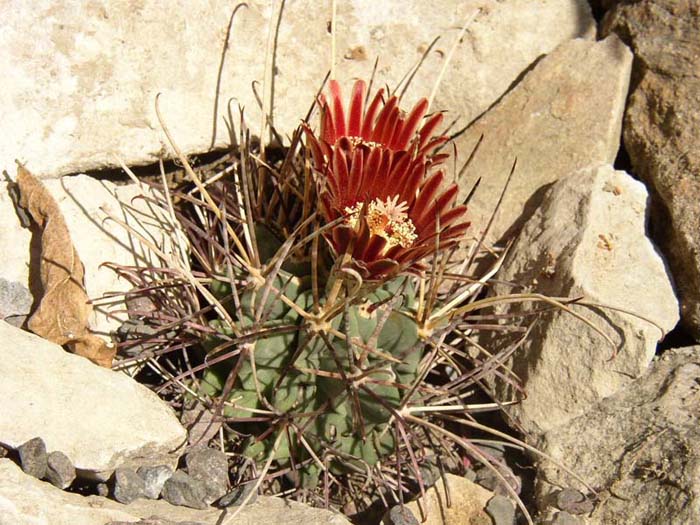 Gymnocactus uncinatus