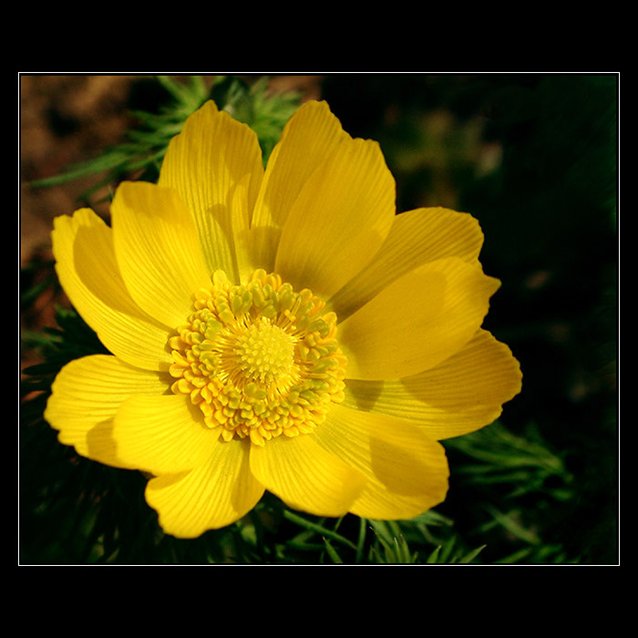 Hlaváček jarní...