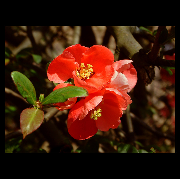 Chaenomeles - kdoulovec sličný