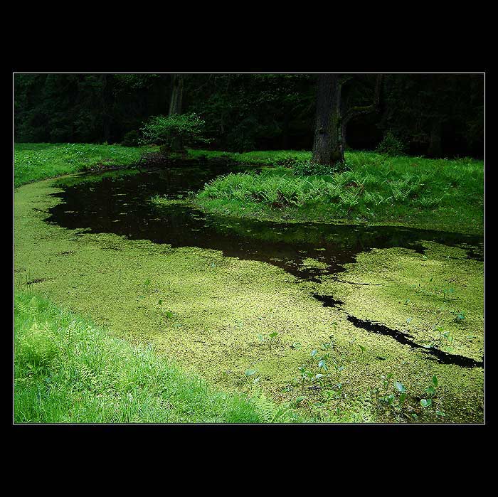 Kde v noci tančí víly II.