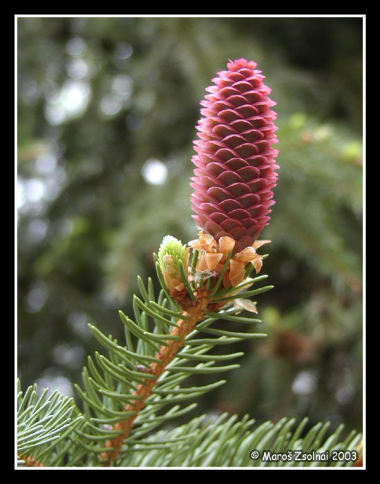 ...mladost=farebnost...