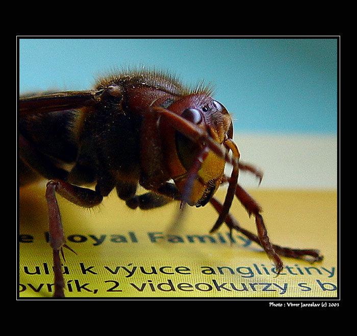  - A ZAS TA ANGLIČTINA -