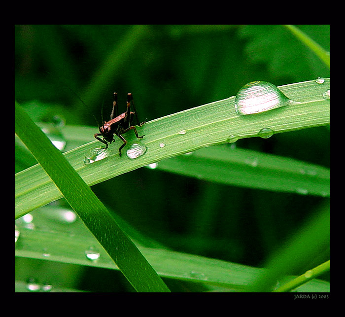 - KONÍK - Jen se napiju .......