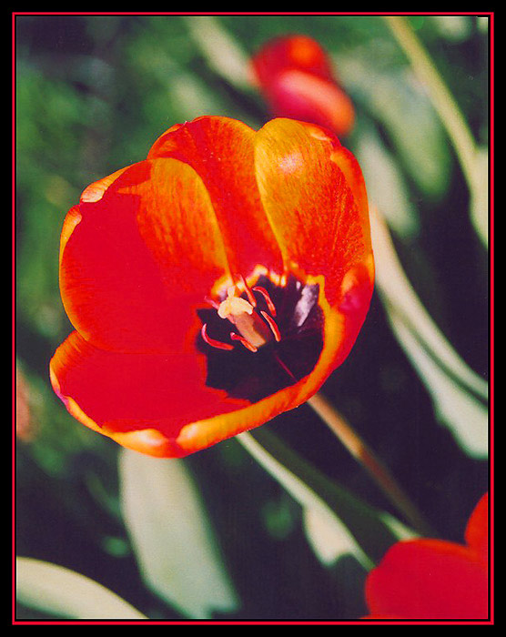 Tulipán