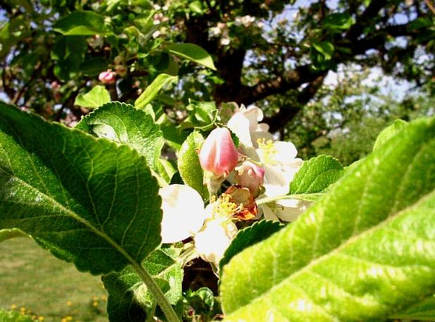 Rozvíjej se poupátko