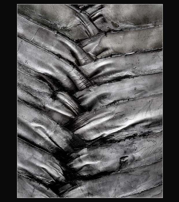 palm leaf