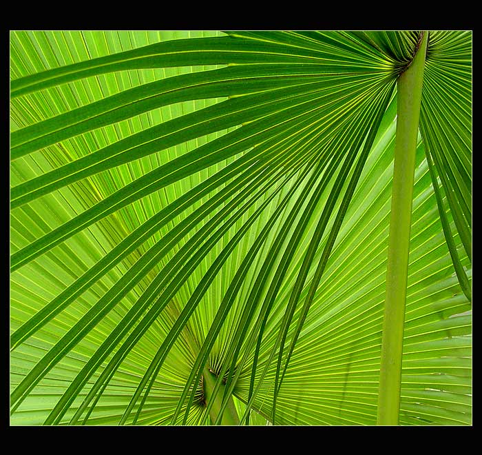 palm leafs...
