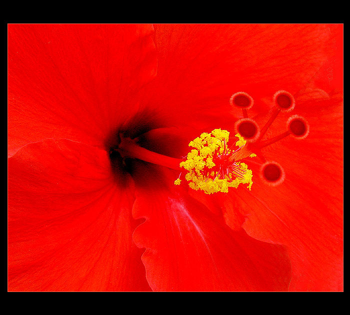 hibiscus