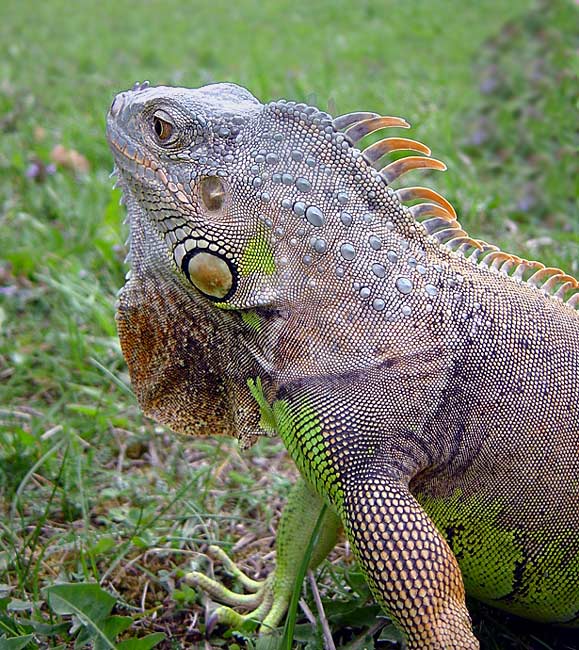 Uražený leguan