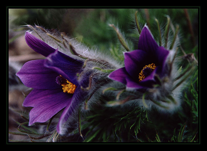 Poznáte tuhle kytku?