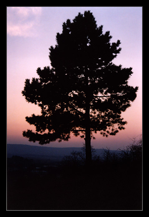 Strom nad městem II