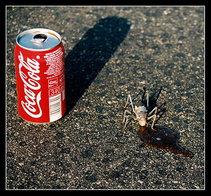 žízeň (smad - překl. pro slov. kolegy)