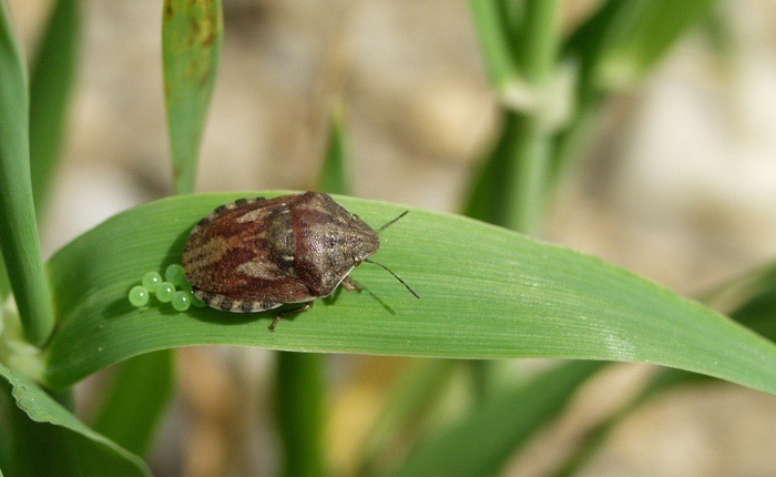 <i><b>Heteroptera</b></i>