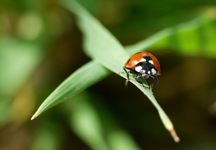 <i><b>Coccinella septempunctata</b></i>
