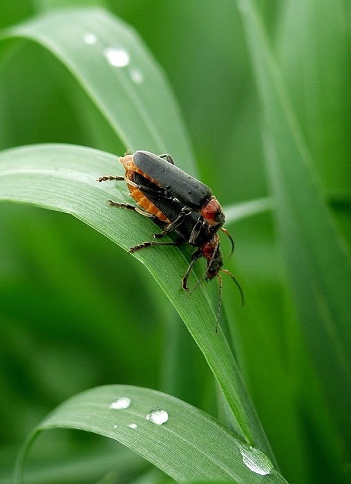 In flagranti I - <i><b>Cantharis fusca</b></i>