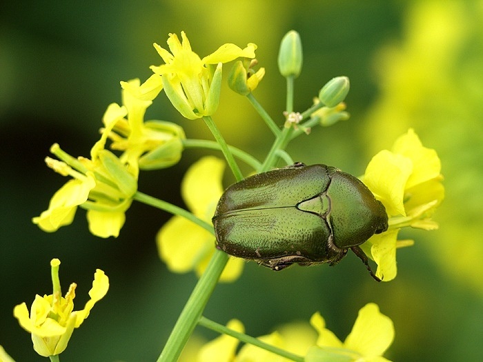 <i><b>Potosia cuprea</b></i>