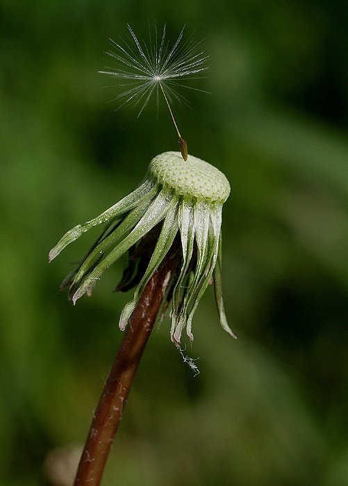 <i><b>Taraxacum officinale</b></i>