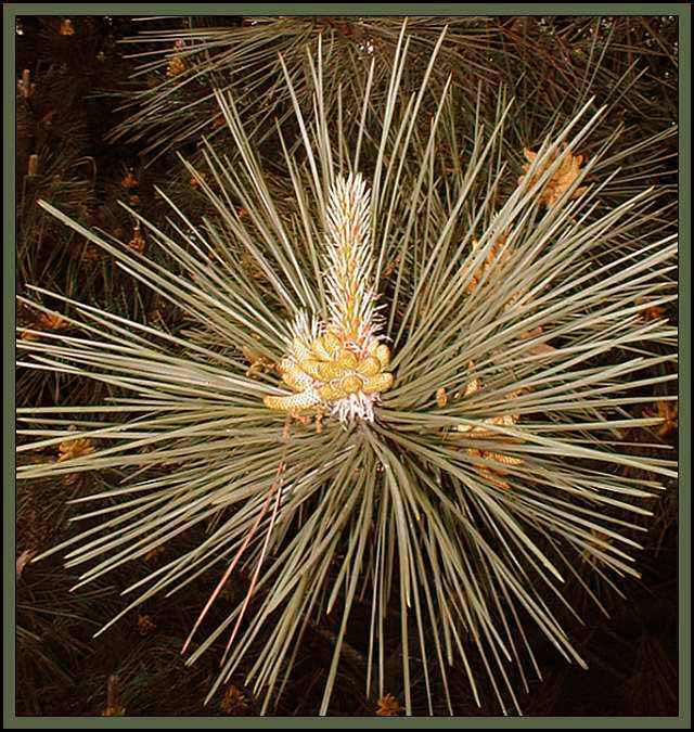 Kvetoucí jehličnan