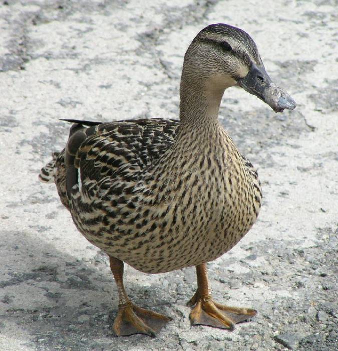Nemáš něco?