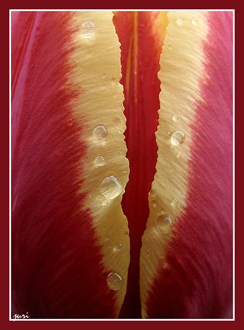 The Tulip
