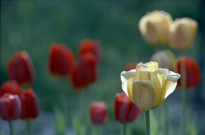 Tulipány