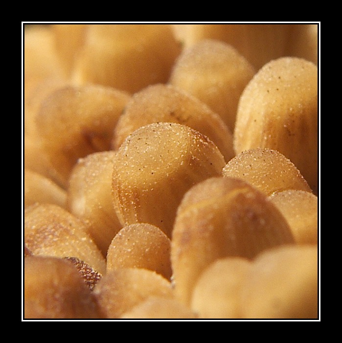 Hlavičky