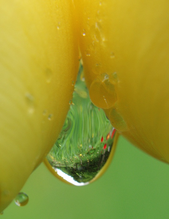 Zahrada v kapce vody