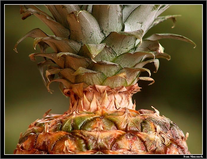 Ananas.