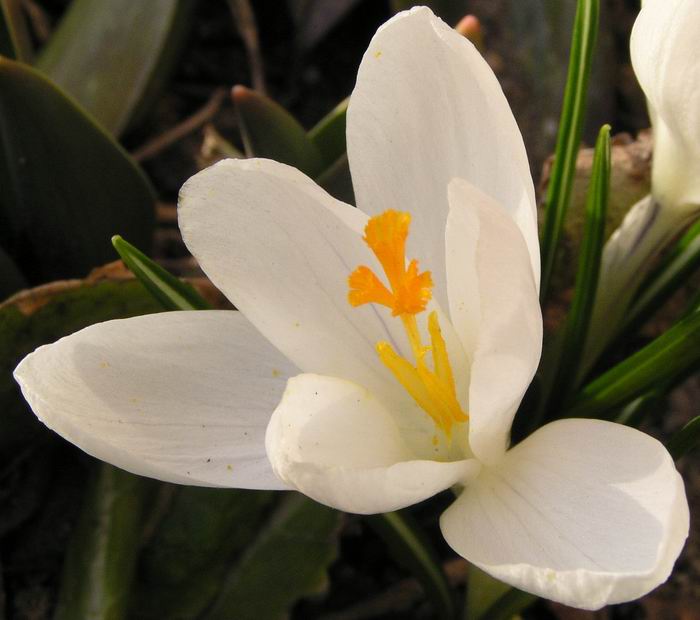 Krokus