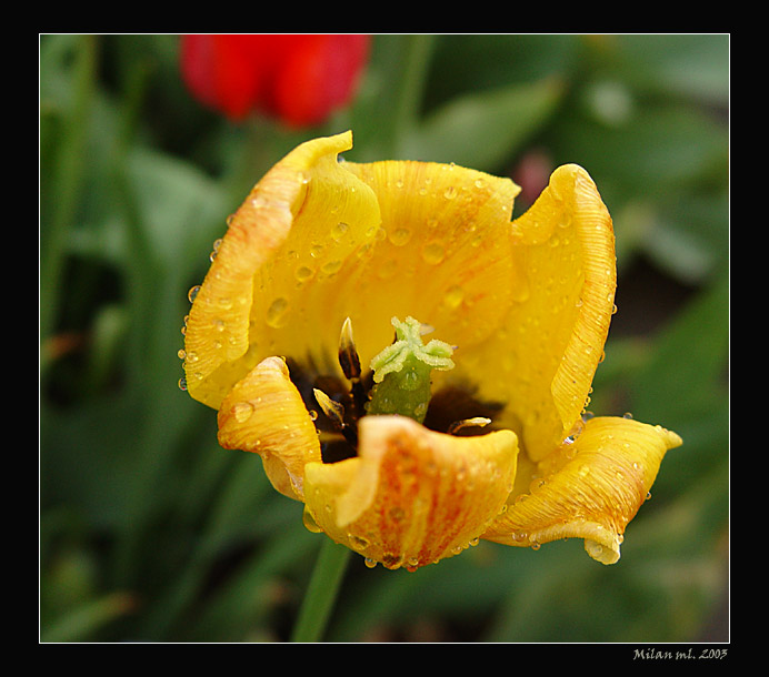 Tulipan